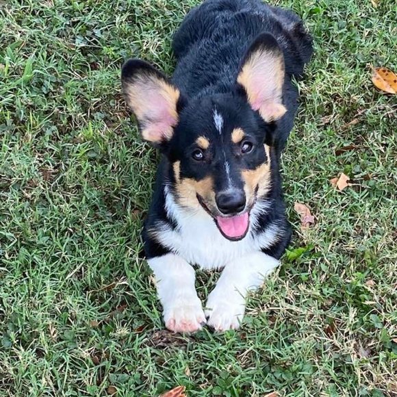 Meet your Posher, Hannah, Daisy, Rocky, Baxter(RIP) and Logan (RIP) - Picture 5 of 14